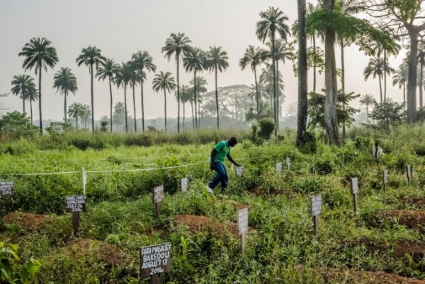 Joseph S. Gbembo at a cemetery for Ebola victims in Foya, Liberia. His mother and three other relatives are buried there. The Gbembo lost 17 family members to Ebola in cases stretching from Sierra Leone to Liberia’s capital, Monrovia.